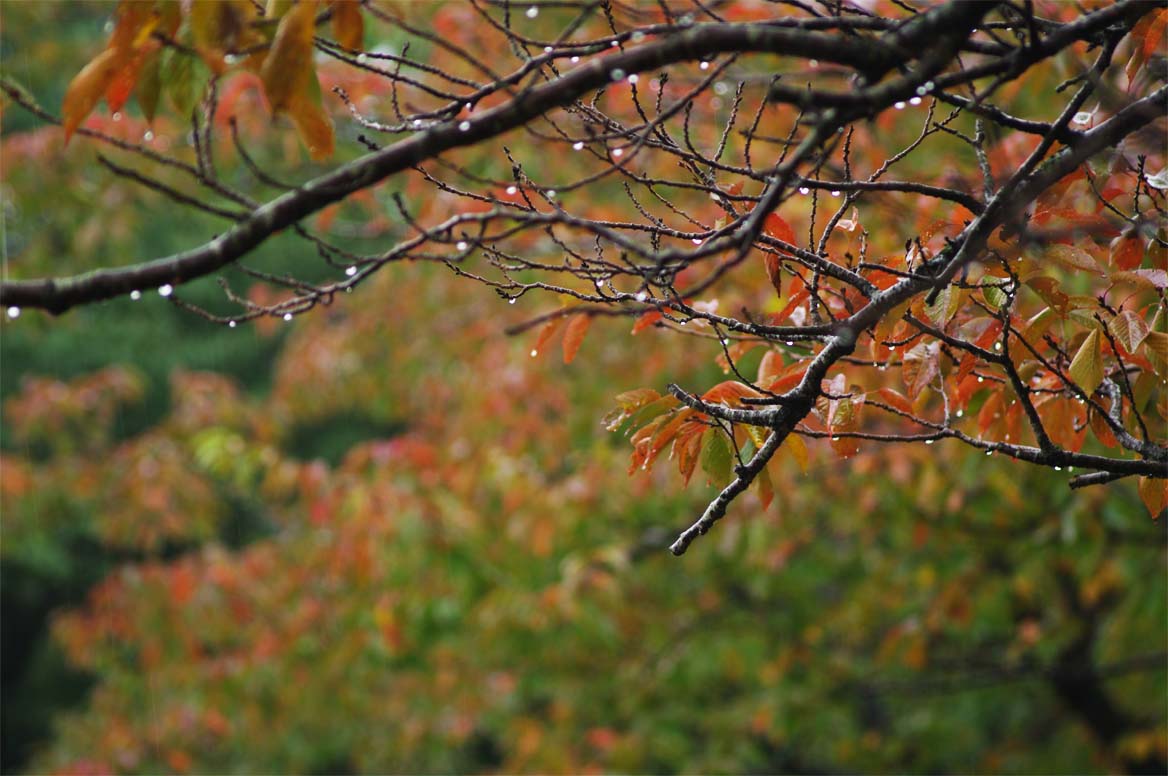 日野町／雨の桜並木_f0227938_20282519.jpg