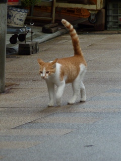 ふくいかふく萬坊 呼子朝市 佐賀県唐津市呼子町。_a0143140_21551758.jpg