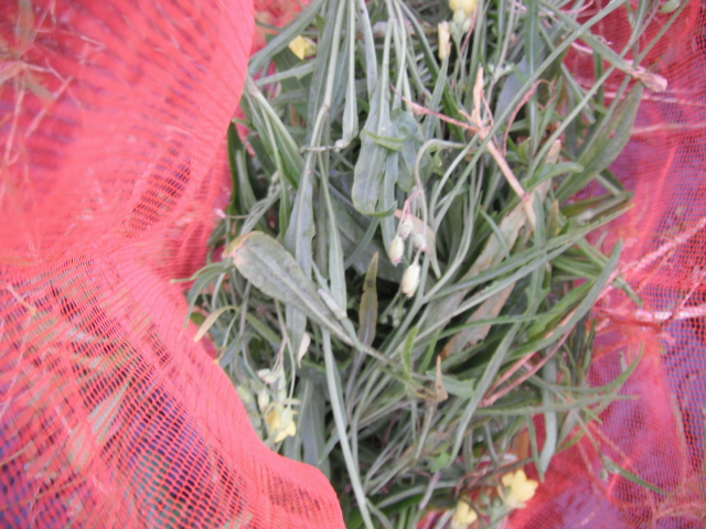 夏前の野性のルッコラ(rucola selvatica)復活です_c0222448_1235335.jpg