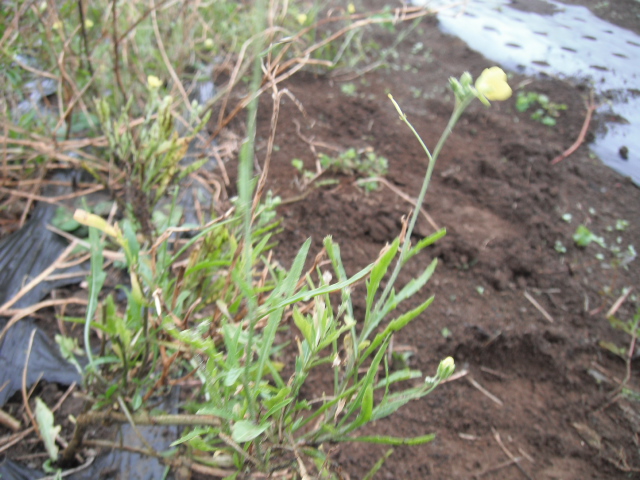 夏前の野性のルッコラ(rucola selvatica)復活です_c0222448_124289.jpg