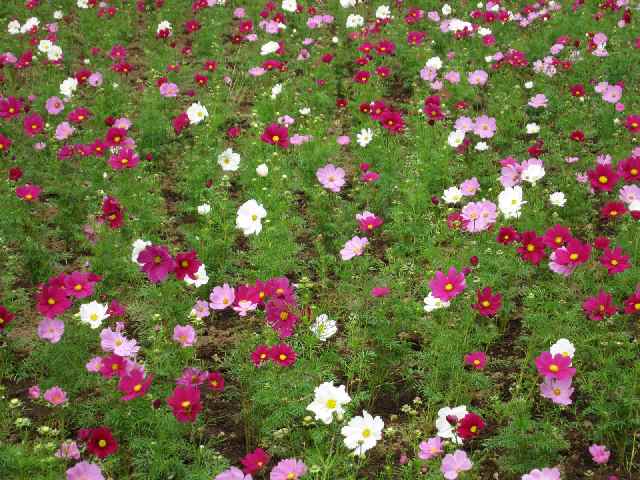 【まだ早かった「くりはま花の国」のコスモス】_b0009849_950810.jpg