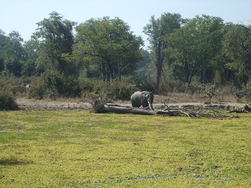 週末旅行(2) ルアングウァ国立公園で見た野生動物達(前編)- IBD体験記(12)_c0174160_1425517.jpg