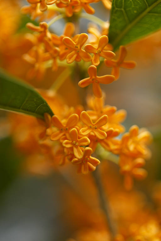 神代植物公園（１０月８日）_c0057265_10454057.jpg