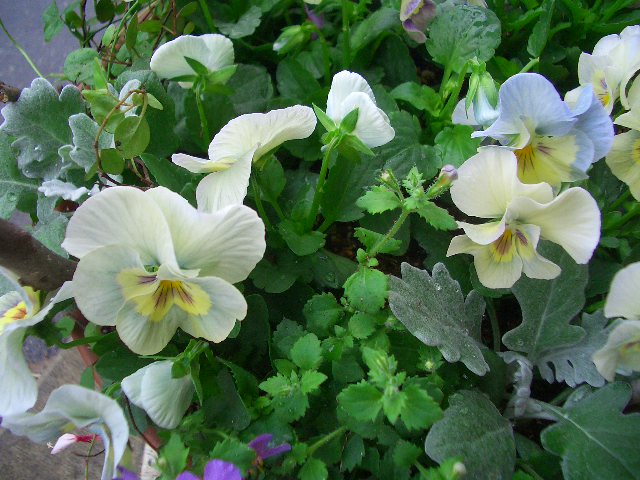 パンジー ビオラの寄せ植え Gardenうさぎ