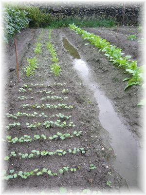 ラディッシュ 人参 水菜 など秋野菜の芽が出てきたよ♪_d0175974_10111790.jpg