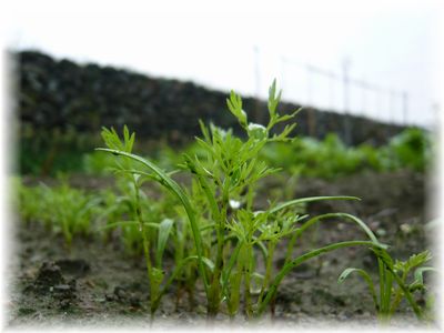 ラディッシュ 人参 水菜 など秋野菜の芽が出てきたよ♪_d0175974_1028048.jpg