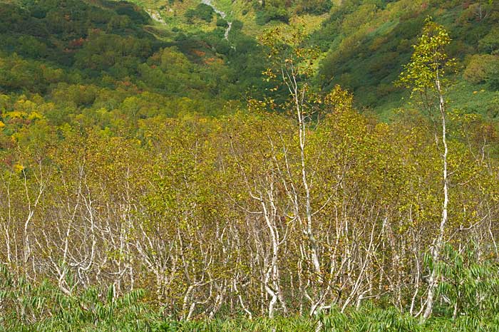 栂池自然園〜その5〜_c0085877_34167.jpg
