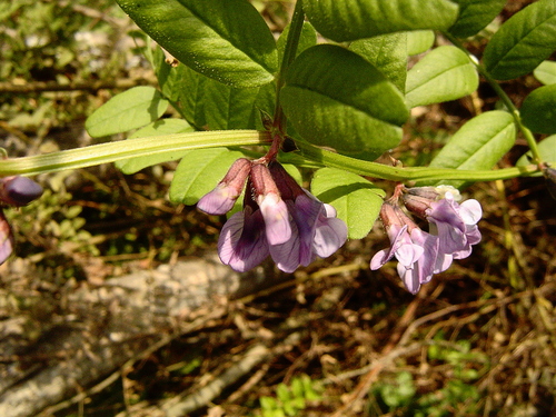 秋の最後のお花達_b0192703_23415287.jpg