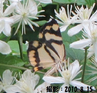 d0177108_111583.jpg