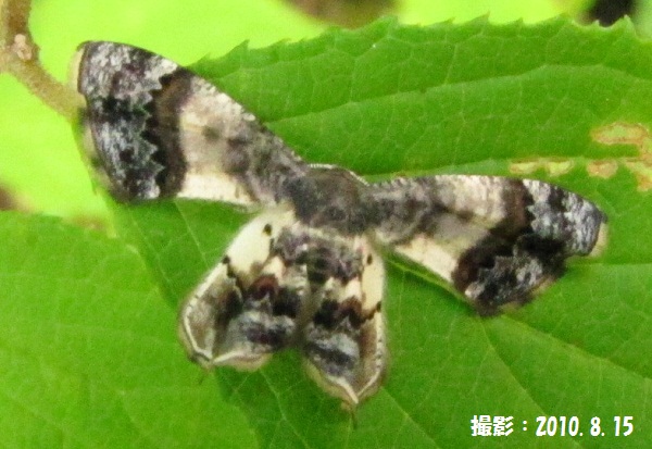d0177108_194560.jpg
