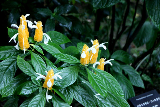 植物園の花3_e0048413_17305370.jpg
