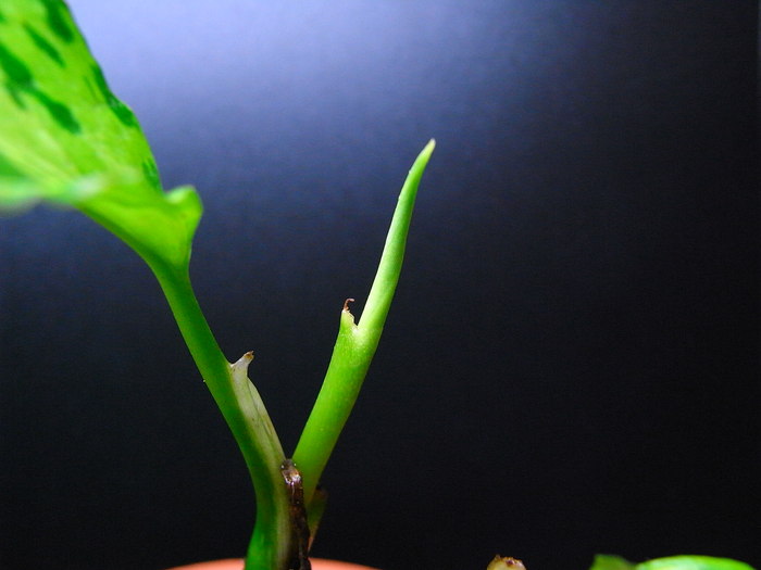 Aglaonema tricolor class1 /vol.1_e0206215_0575722.jpg