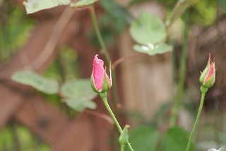 f0170524_10392441.jpg