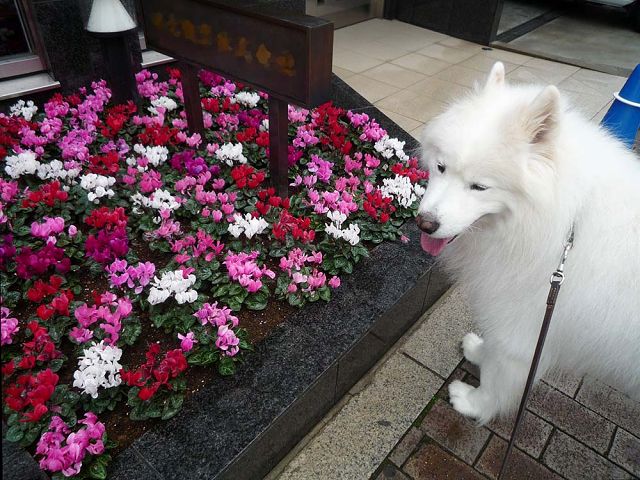 オレンジのじゅうたん_c0062832_16483680.jpg