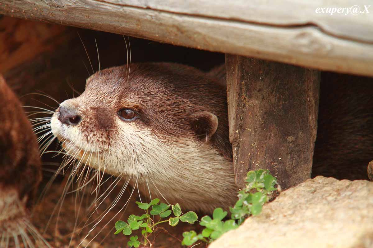 やっぱり可愛い!!コツメカワウソを撮影しました_e0195337_2119880.jpg