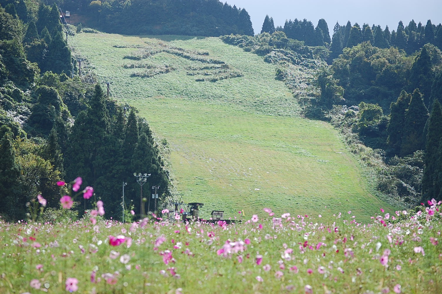 秋桜　～大倉岳高原スキー場～_e0055138_22171580.jpg