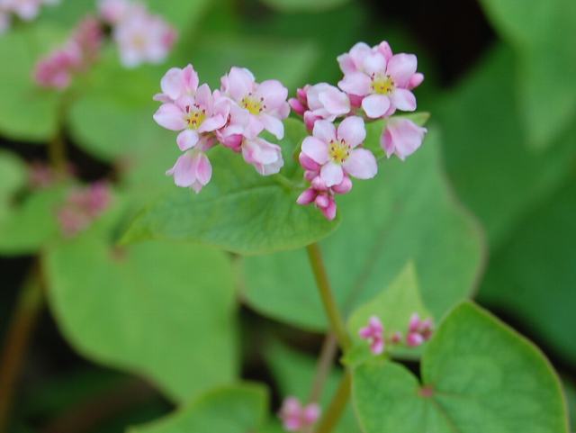 赤蕎麦 アカソバ ポピュラーな花