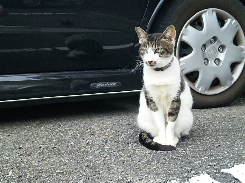 高知大医学部看護学部マンション（すばるねこ）_e0196845_1441468.jpg