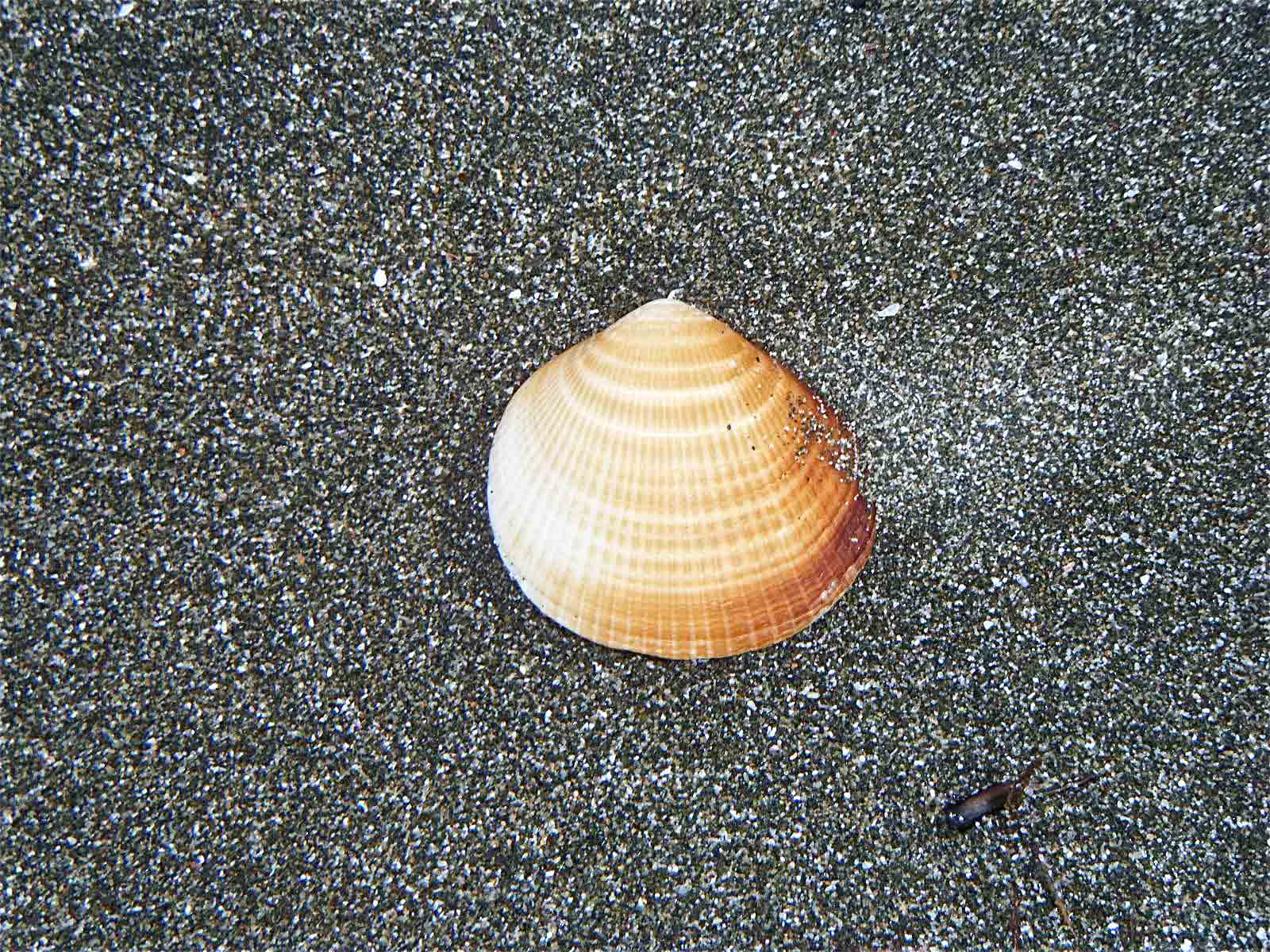穴あき貝 北のビーチコーマー