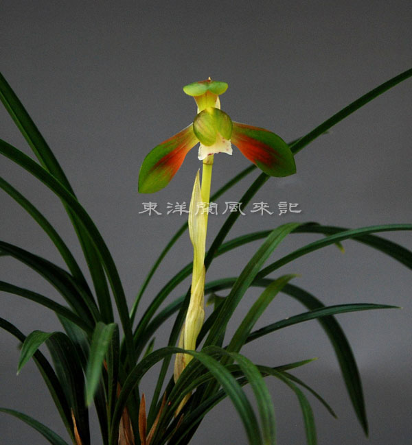 韓国春蘭 『神秘』 日本春蘭