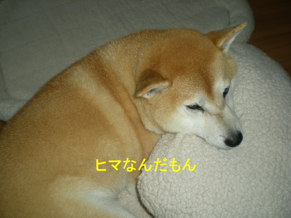 2010年10月10日(日)閑中、忙あり?_f0060461_10433379.jpg