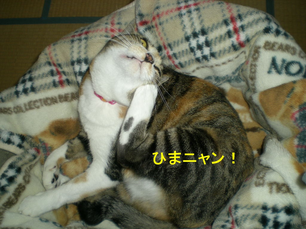 2010年10月10日(日)閑中、忙あり?_f0060461_10441439.jpg