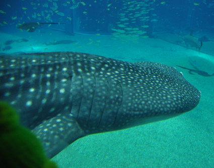 e0147669_148911.jpg