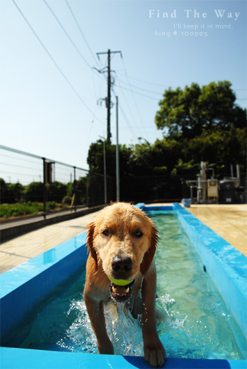 【犬的散歩日和】九十九里・ウエランカラさん 〜 2010年の夏_f0054594_5414657.jpg