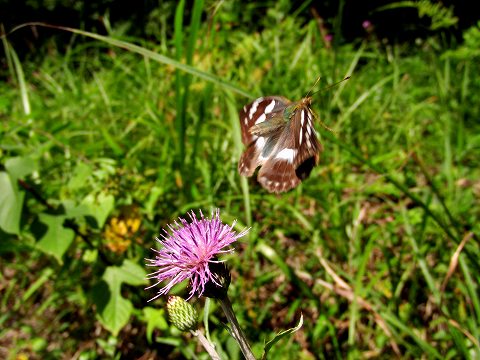 山名丘陵のヒョウモンチョウ_a0117305_2314336.jpg