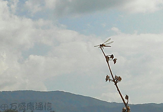 b0172209_84469.jpg