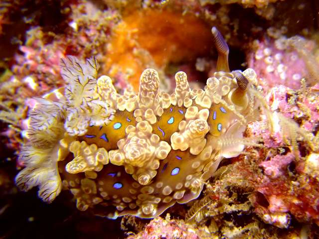 ミヤコウミウシ　　Dendrodoris denisoni (Angas, 1864)　葉山　権太郎岩_d0175710_10241135.jpg