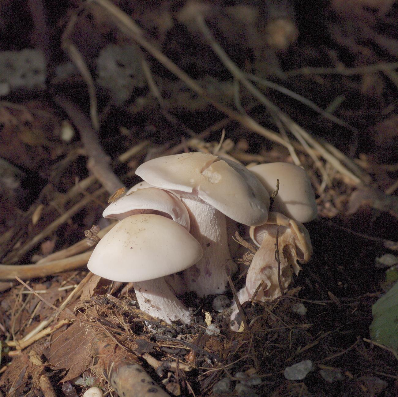 e0142611_08611.jpg