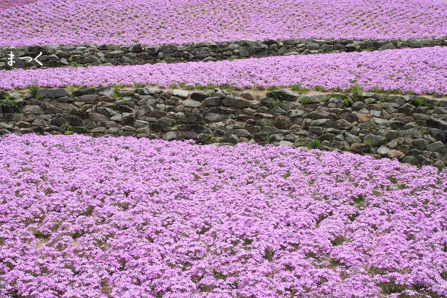 有馬温泉の旅～芝桜_a0128024_2048329.jpg