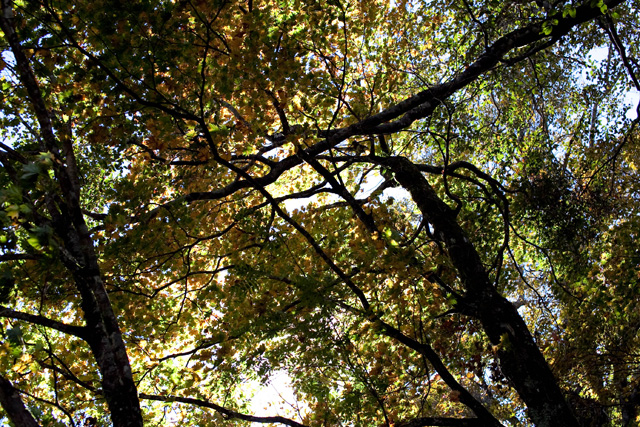 c0064025_17575643.jpg