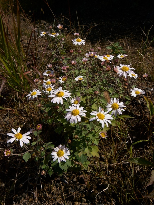 c0006928_221666.jpg