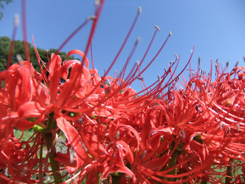 悲願 花 晴れときどき 宮尾節子
