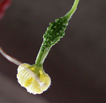 f0108133_085773.jpg