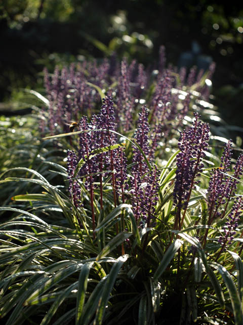 久しぶりに....庭の花々_f0103534_19285072.jpg