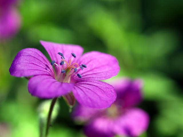 久しぶりに....庭の花々_f0103534_19293550.jpg