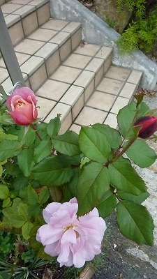 a0076237_03168.jpg