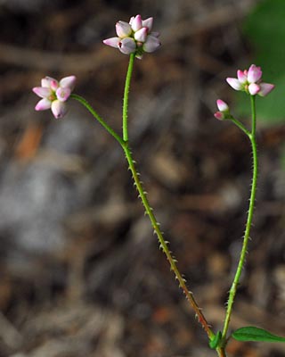 e0035757_1831567.jpg