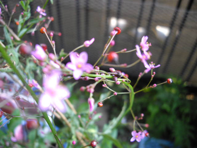 d0116059_93742.jpg
