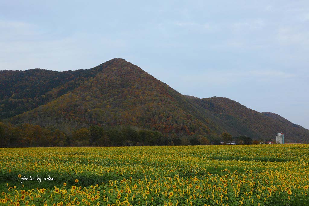 ア~チの橋あんど滝さんの紅葉より～_a0039860_824762.jpg