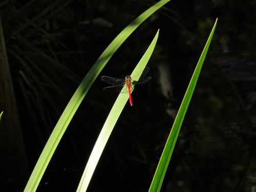 c0108460_16214191.jpg