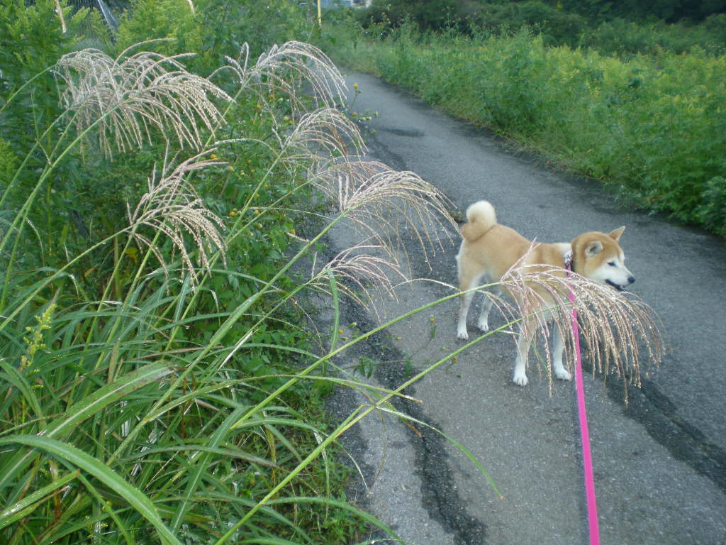 2010年10月11日(月)またトカゲを~!_f0060461_114327100.jpg