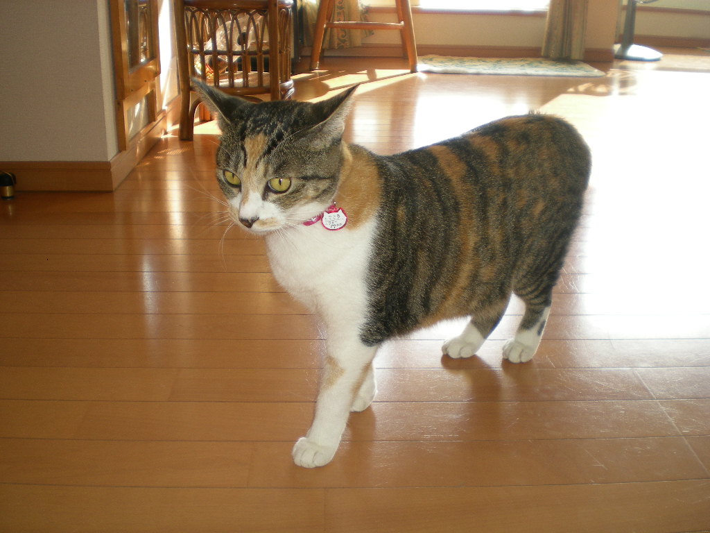 2010年10月11日(月)またトカゲを~!_f0060461_1210315.jpg