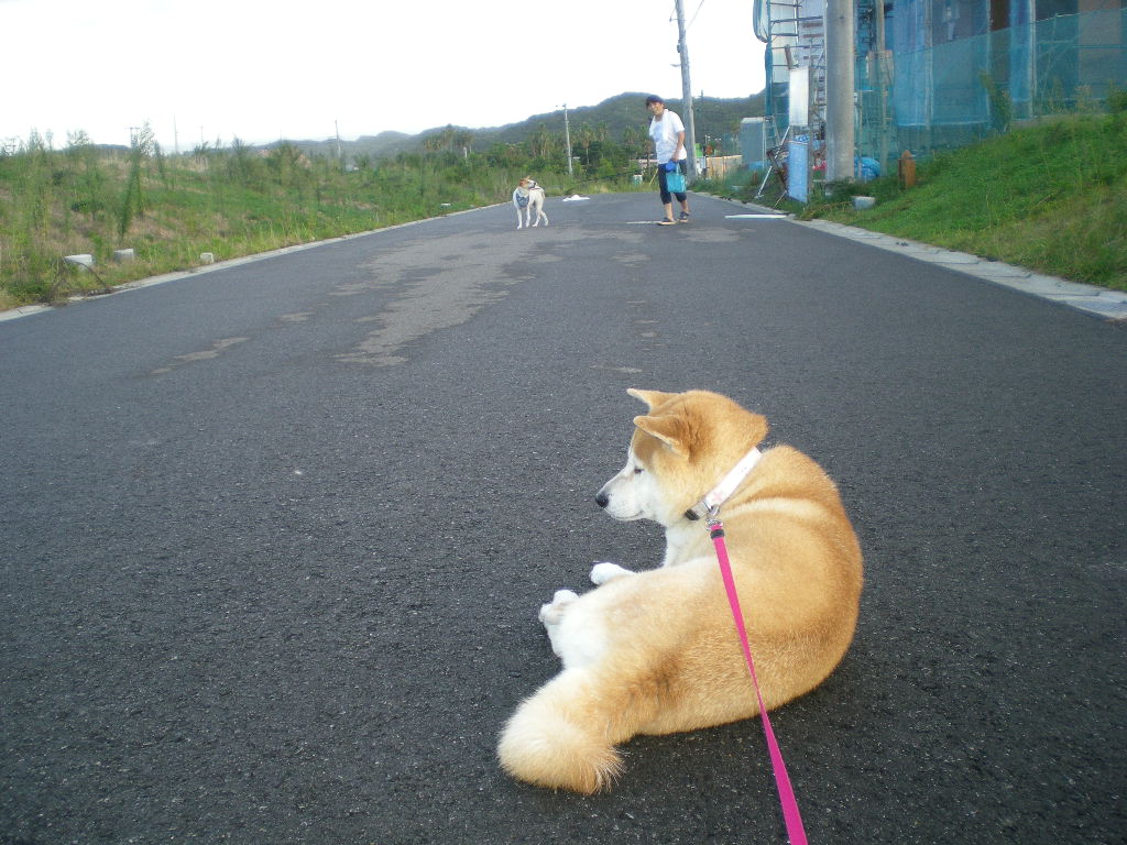 2010年10月11日(月)またトカゲを~!_f0060461_1226355.jpg