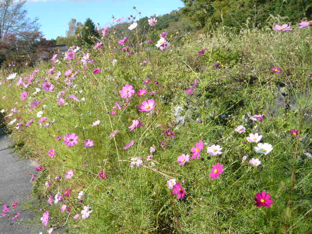 c0100865_10252375.jpg