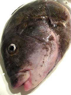 ブラックフィッシュの刺身 グンジ家の食卓 ブラックフィッシュの刺身 グンジ家の食卓
