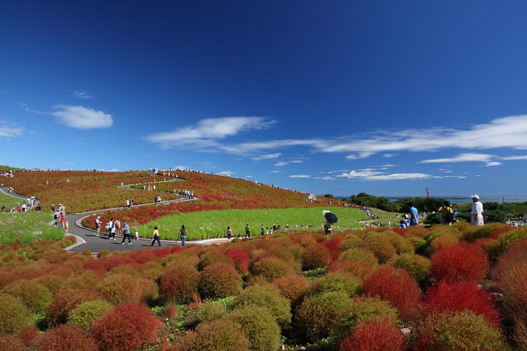 コキア　＜１＞　ひたち海浜公園　2010年10月11日_e0143883_1704146.jpg